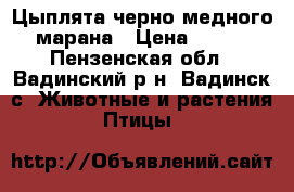 Цыплята черно-медного марана › Цена ­ 200 - Пензенская обл., Вадинский р-н, Вадинск с. Животные и растения » Птицы   